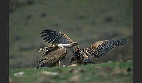 Gänsegeier (Gyps fulvus)