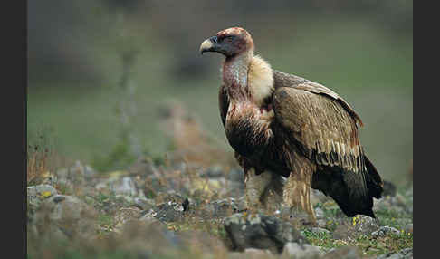 Gänsegeier (Gyps fulvus)