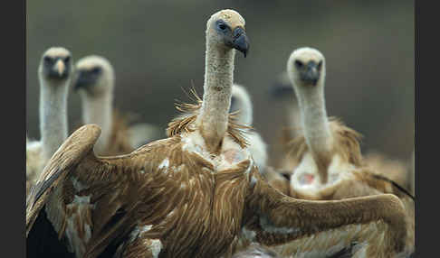 Gänsegeier (Gyps fulvus)