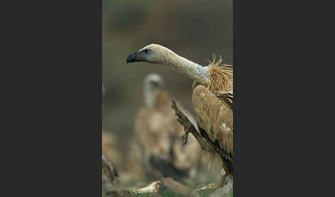 Gänsegeier (Gyps fulvus)