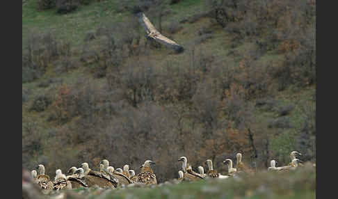 Gänsegeier (Gyps fulvus)