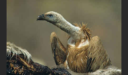 Gänsegeier (Gyps fulvus)