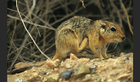 Fette Sandratte (Psammomys obesus)