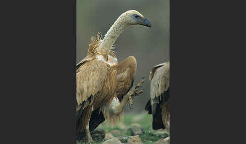 Gänsegeier (Gyps fulvus)