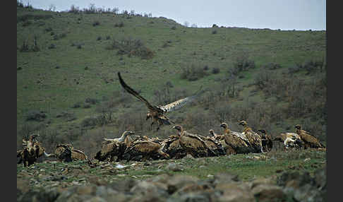 Gänsegeier (Gyps fulvus)