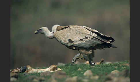 Gänsegeier (Gyps fulvus)