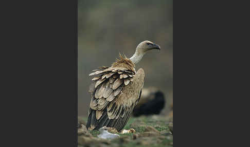 Gänsegeier (Gyps fulvus)