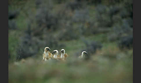 Gänsegeier (Gyps fulvus)