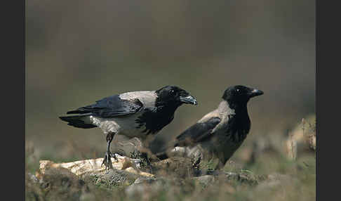 Nebelkrähe (Corvus corone cornix)