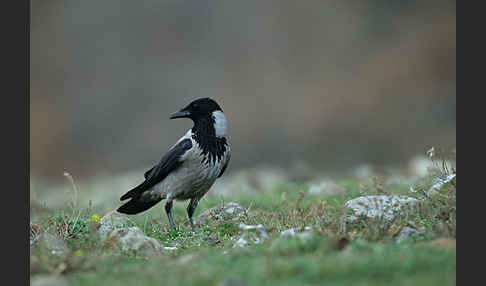 Nebelkrähe (Corvus corone cornix)