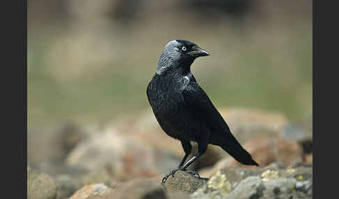 Dohle (Corvus monedula)