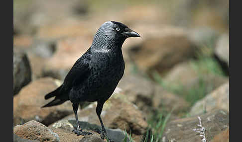 Dohle (Corvus monedula)