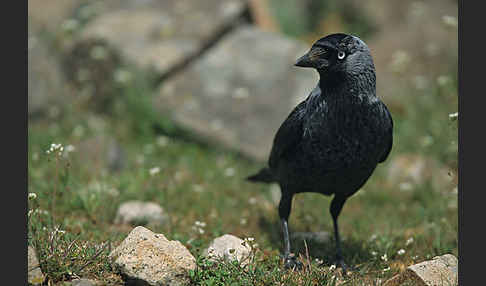 Dohle (Corvus monedula)