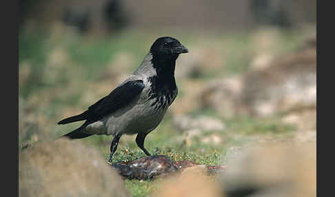 Nebelkrähe (Corvus corone cornix)