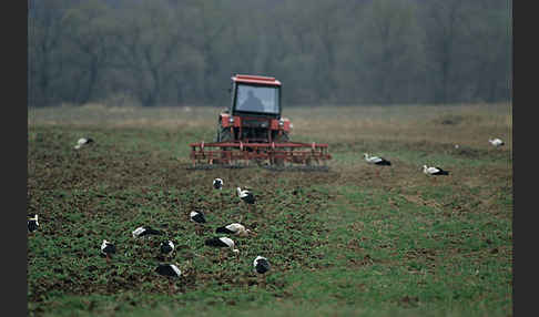 Weißstorch (Ciconia ciconia)