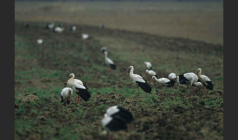 Weißstorch (Ciconia ciconia)