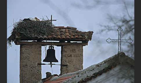 Weißstorch (Ciconia ciconia)