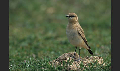 Isabellsteinschmätzer (Oenanthe isabellina)