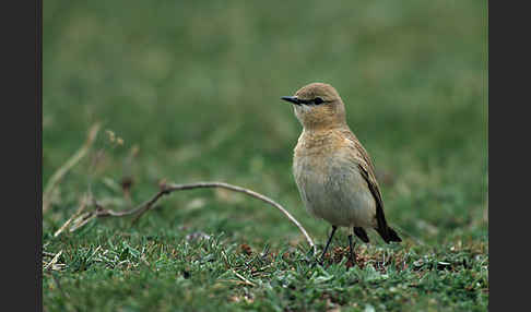 Isabellsteinschmätzer (Oenanthe isabellina)