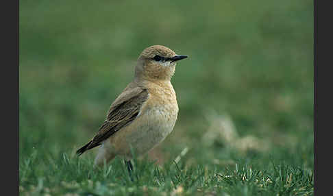 Isabellsteinschmätzer (Oenanthe isabellina)