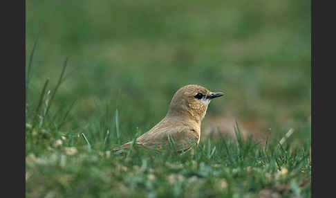 Isabellsteinschmätzer (Oenanthe isabellina)