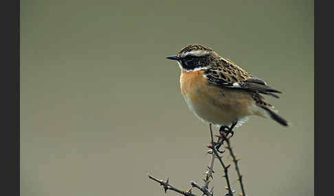 Braunkehlchen (Saxicola rubetra)