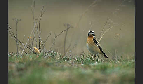 Braunkehlchen (Saxicola rubetra)