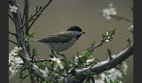 Trauermeise (Parus lugubris)