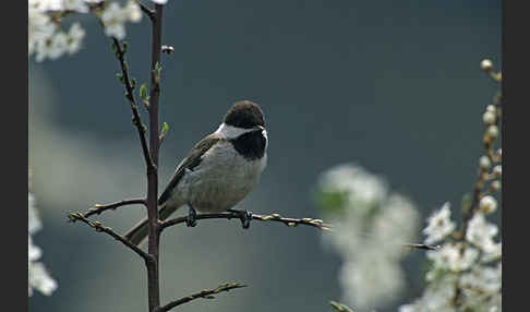 Trauermeise (Parus lugubris)