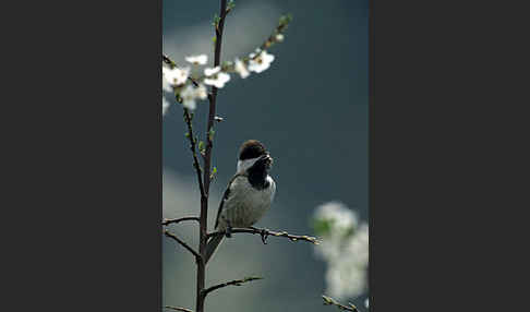 Trauermeise (Parus lugubris)