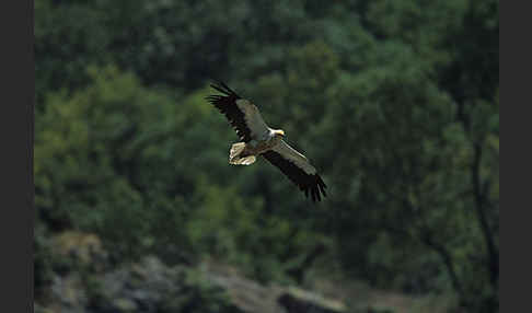 Schmutzgeier (Neophron percnopterus)