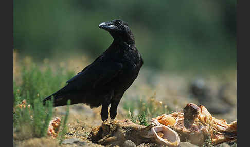 Kolkrabe (Corvus corax)