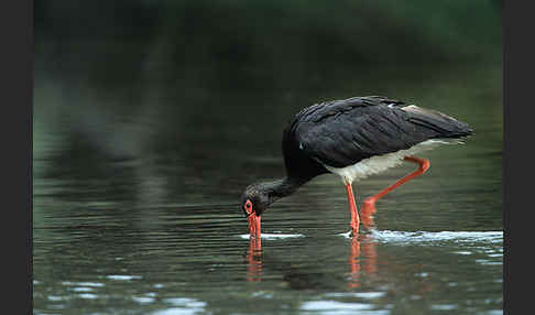 Schwarzstorch (Ciconia nigra)