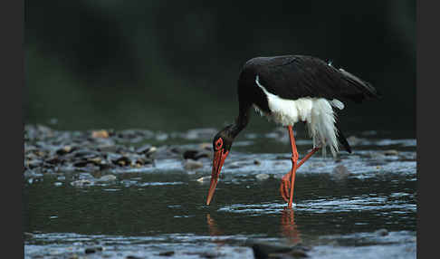 Schwarzstorch (Ciconia nigra)