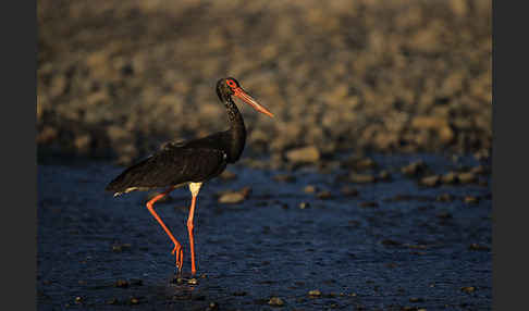 Schwarzstorch (Ciconia nigra)