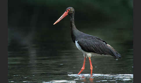 Schwarzstorch (Ciconia nigra)