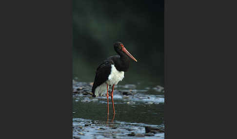 Schwarzstorch (Ciconia nigra)