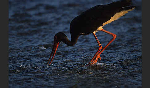 Schwarzstorch (Ciconia nigra)