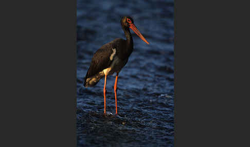 Schwarzstorch (Ciconia nigra)