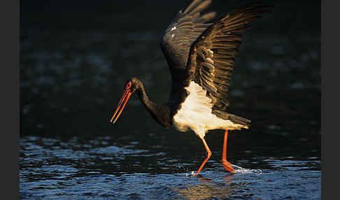 Schwarzstorch (Ciconia nigra)