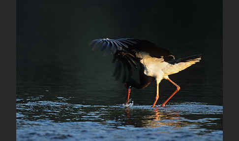 Schwarzstorch (Ciconia nigra)