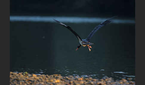 Schwarzstorch (Ciconia nigra)