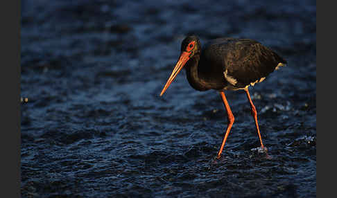 Schwarzstorch (Ciconia nigra)