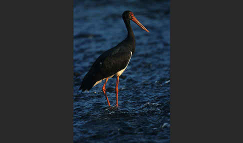 Schwarzstorch (Ciconia nigra)