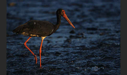 Schwarzstorch (Ciconia nigra)