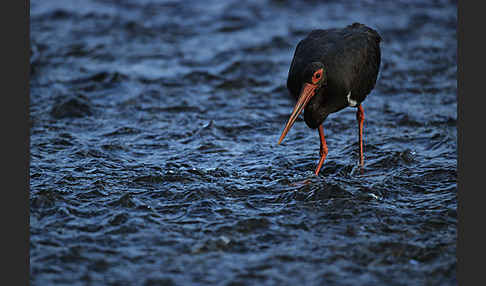 Schwarzstorch (Ciconia nigra)