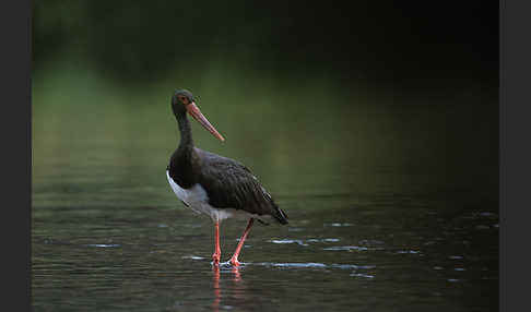 Schwarzstorch (Ciconia nigra)