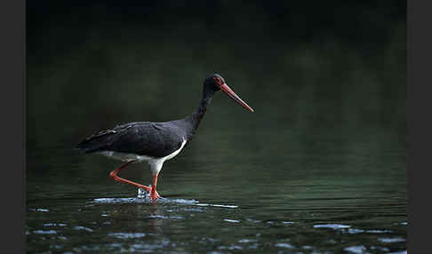 Schwarzstorch (Ciconia nigra)