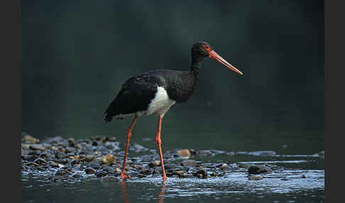 Schwarzstorch (Ciconia nigra)