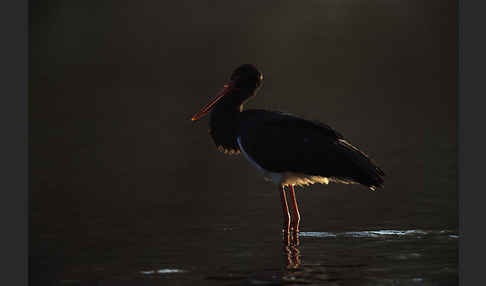 Schwarzstorch (Ciconia nigra)